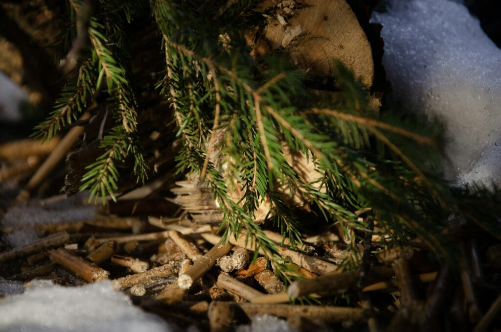 pine outdoor home saunas